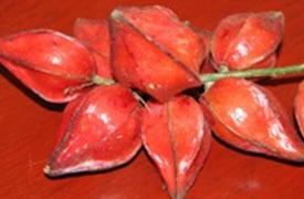 马来西亚水果可帮助降低低密度脂蛋白胆固醇
