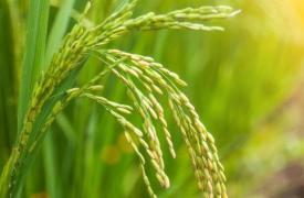 发现在大米中添加硫酸镁会增加其花青素含量
