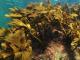 研究揭示了海藻的惊人秘密