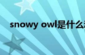 snowy owl是什么动物（owl 动物名称）