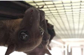 科学家首次近距离观察蝙蝠对活体感染的免疫反应