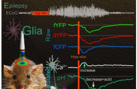 光学分析局部大脑环境：癫痫小鼠星形胶质细胞的酸反应