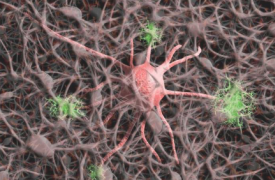大脑的蛋白质破坏机器在突触上学习新技巧 神经学治疗的潜在目标