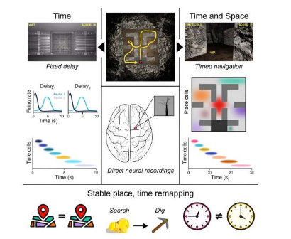 神经元组同步工作以跟踪时间和地点